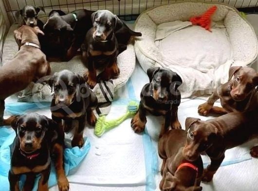 Resmi̇ İşletmeden Ki̇ng Doberman Yavrulari görsel