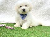 TATLI TADINDA MALTESE TERİER YAVRULARI