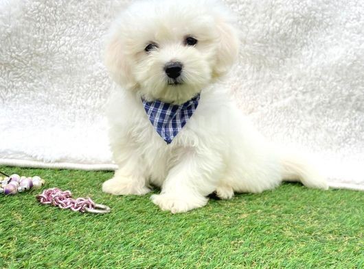 Tatli Tadinda Maltese Teri̇er Yavrulari