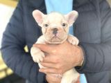 Egzoti̇k Blue Pied French Bulldog