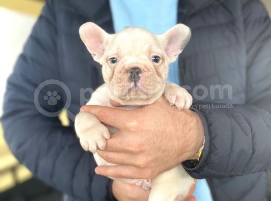 Egzoti̇k Blue Pied French Bulldog görsel