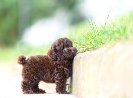 Dark Chocolate Toy Poodle Garanti̇li̇ Yavrular