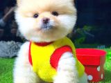 Pomerani̇an Boo Ayi Surat Erkek