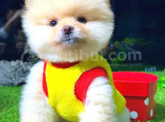 Pomerani̇an Boo Ayi Surat Erkek görsel
