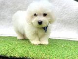 Tatli Tadinda Maltese Teri̇er Yavrulari