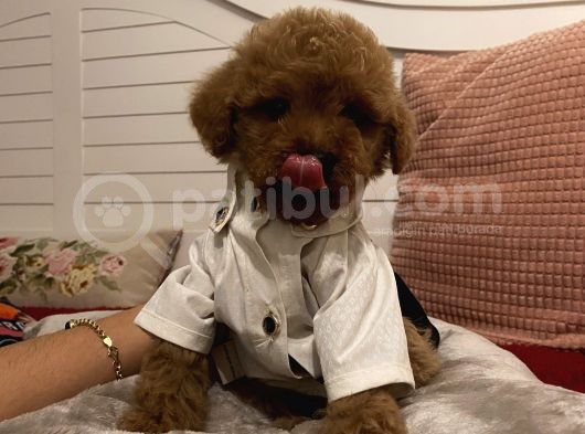 Safkan Poodle Bebekleeer Aşılı Pasaportlu görsel