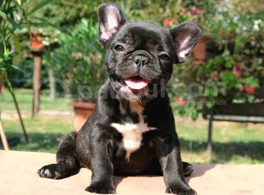 Aşili Siyah İnci̇ Poodle Bebekler