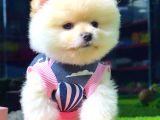 Ayi Surat Pomerani̇an Boo Di̇şi̇