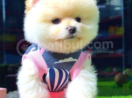 Ayi Surat Pomerani̇an Boo Di̇şi̇ görsel