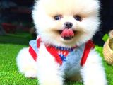 Teacup Erkek Pomerani̇an Boo