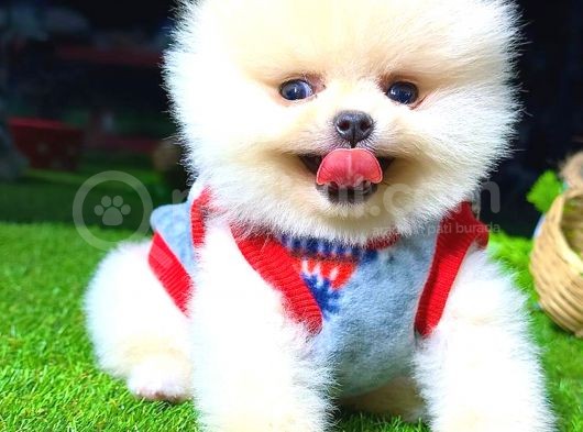 Teacup Erkek Pomerani̇an Boo görsel