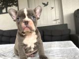 BLUE EGZOTİK ÇOK ÖZEL RENK FRENCH BULLDOG