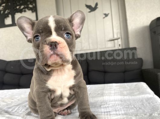 Blue Egzoti̇k Çok Özel Renk French Bulldog