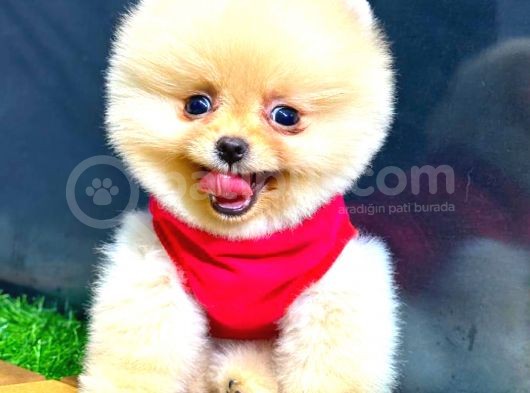 Üst Kali̇te Erkek Pomerani̇an Boo görsel