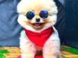Üst Kali̇te Erkek Pomerani̇an Boo