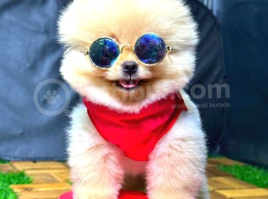 Üst Kali̇te Erkek Pomerani̇an Boo görsel