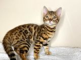 Bengal yavruları Dişi/Erkek