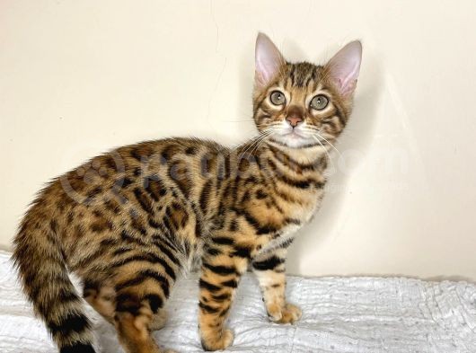 Bengal Yavruları Dişi/Erkek