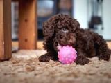 Dark Chocolate Toy Poodle Garanti̇li̇ Yavrular