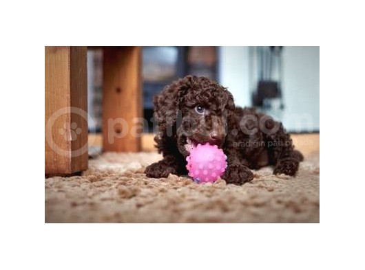 Dark Chocolate Toy Poodle Garanti̇li̇ Yavrular görsel