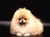 Ayicik Surat Teddy Face Pomeranian Boo Bebeklerimiz