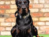 Resmi̇ İşletmeden Ki̇ng Doberman Yavrulari