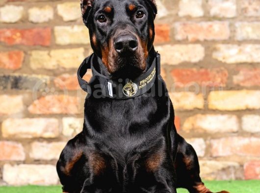 Resmi̇ İşletmeden Ki̇ng Doberman Yavrulari görsel