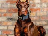 Resmi̇ İşletmeden Ki̇ng Doberman Yavrulari