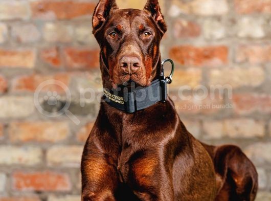 RESMİ İŞLETMEDEN KİNG DOBERMAN YAVRULARI