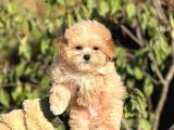 Kore Poodle Babadan Maltipoo Bebekler