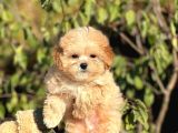 Kore Poodle Babadan Maltipoo Bebekler