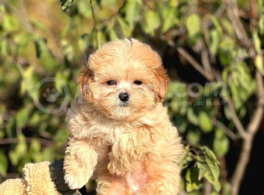 Kore Poodle Babadan Maltipoo Bebekler görsel
