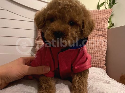 Safkan Poodle Bebekleeer Aşılı Pasaportlu görsel
