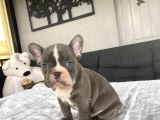 Blue Egzoti̇k Çok Özel Renk French Bulldog