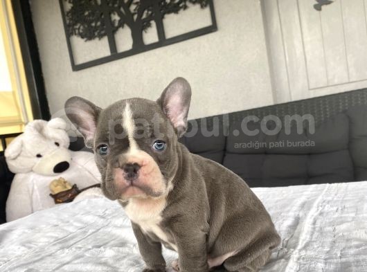 Blue Egzoti̇k Çok Özel Renk French Bulldog görsel