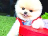 TEACUP ERKEK POMERANİAN BOO