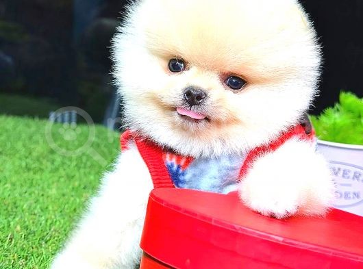 Teacup Erkek Pomerani̇an Boo