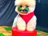 Üst Kali̇te Erkek Pomerani̇an Boo