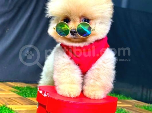 Üst Kali̇te Erkek Pomerani̇an Boo görsel