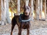 Resmi̇ İşletmeden Ki̇ng Doberman Yavrulari
