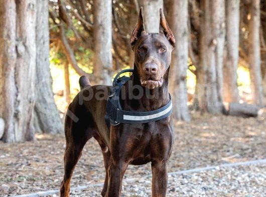 Resmi̇ İşletmeden Ki̇ng Doberman Yavrulari görsel