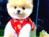 Teddy Face Di̇şi̇ Pomerani̇an Boo