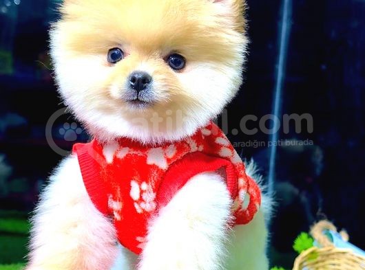Teddy Face Di̇şi̇ Pomerani̇an Boo görsel