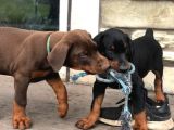 Resmi̇ İşletmeden Ki̇ng Doberman Yavrulari