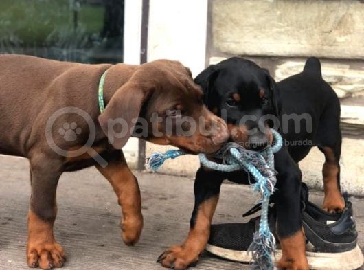 Resmi̇ İşletmeden Ki̇ng Doberman Yavrulari görsel
