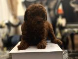 Turkeypuppies farkı ile poodle bebeklerimiz