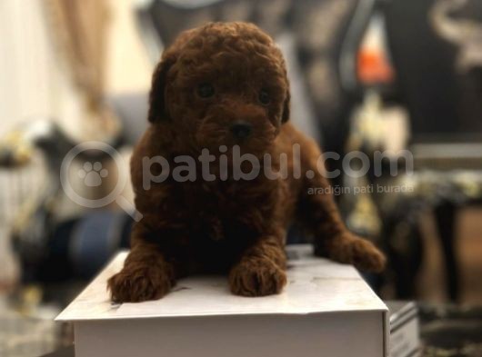 Turkeypuppies Farkı Ile Poodle Bebeklerimiz