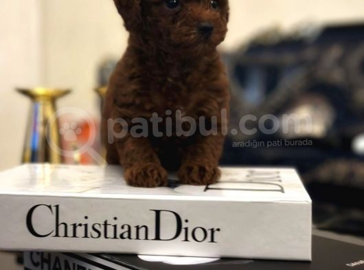 Turkeypuppies Farkı Ile Poodle Bebeklerimiz görsel