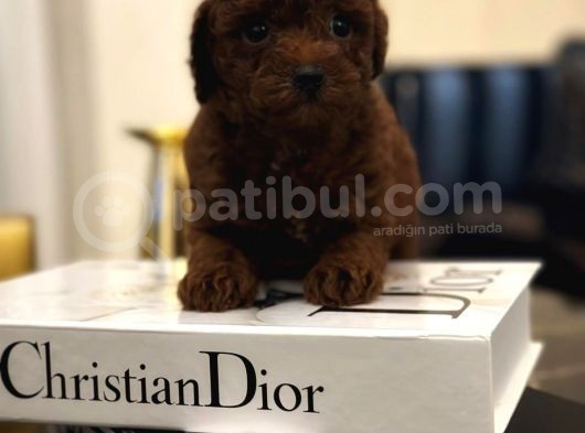 Turkeypuppies Farkı Ile Poodle Bebeklerimiz görsel