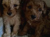 A Scr Sevi̇mli̇li̇k Ötesi̇ Toy Poodle